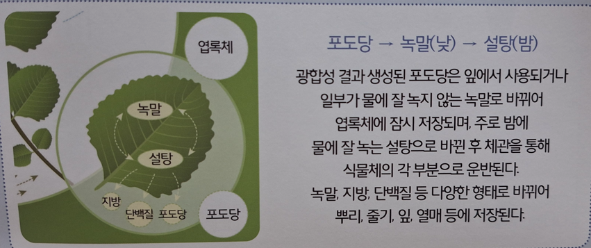 [올타 실험과학 마곡센터] 퀀텀1 9월-2주차 광합성 장소와 산물 사진 3