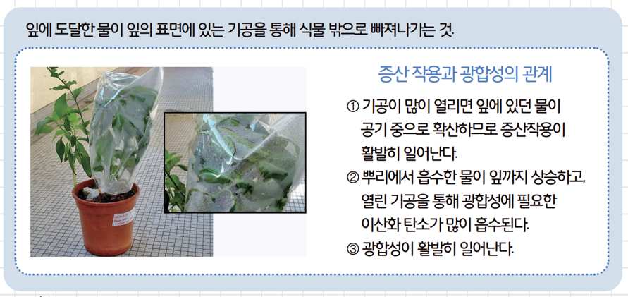 [올타 실험과학 마곡센터] 퀀텀1 9월-2주차 광합성 장소와 산물 사진 4