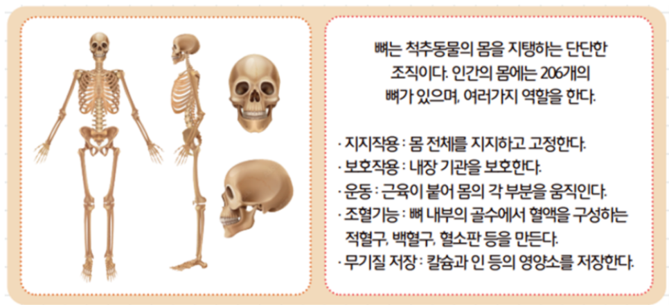 [올타 실험과학 마곡센터] 빅뱅E 9월-3주차 인체 모형, X-ray