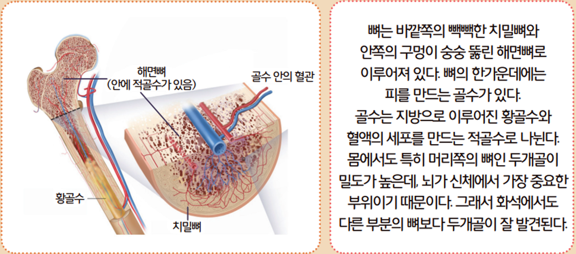 [올타 실험과학 마곡센터] 빅뱅E 9월-3주차 인체 모형, X-ray 사진 3