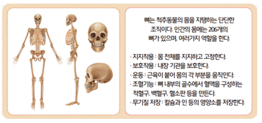 [올타 실험과학 마곡센터] 빅뱅E 9월-3주차 인체 모형, X-ray