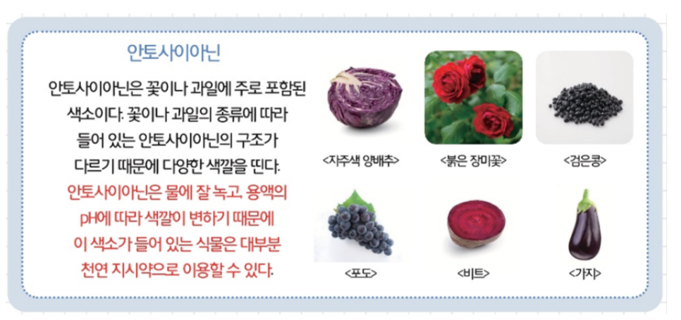 [올타 실험과학 마곡센터] 퀀텀1 9월-3주차 양배추지시약, 중화반응